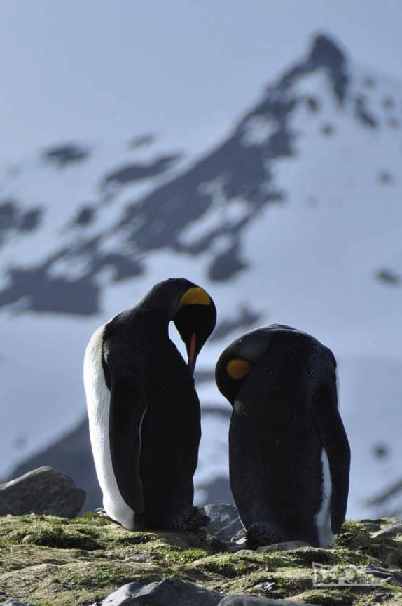 Pinguins rei na bela paisagem de St Andrews Bay, na Geórgia do Sul